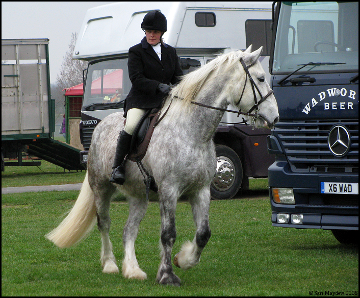 Shire Horse Show: Ridden 14