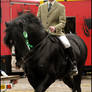 Shire Horse Show: Ridden 20