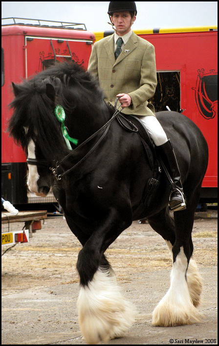 Shire Horse Show: Ridden 20