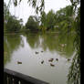 Duck-pond