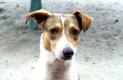 A dog on the beach