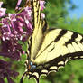 Eastern Tiger Swallowtail