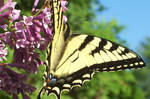 Eastern Tiger Swallowtail by littleitchysister