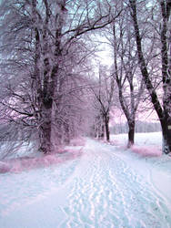 Snowy Road