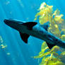 leopard shark