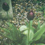 Black and Purple Tulips