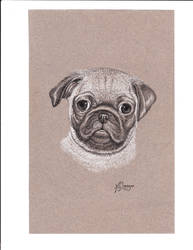 Pug Portrait II