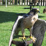 Peregrine Falcon