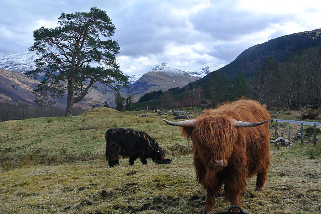 Highland Cattle at Ben Nevis