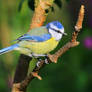 Blue Tit