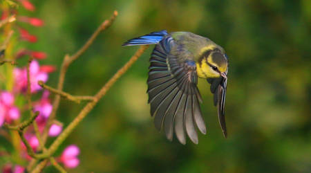 Young blue tit