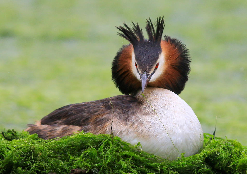 Great Crested Grebe