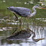 Stealth heron