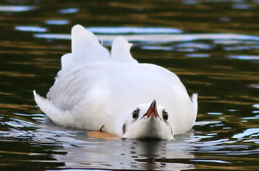 Stealth Gull