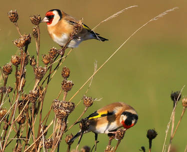 Goldfinches