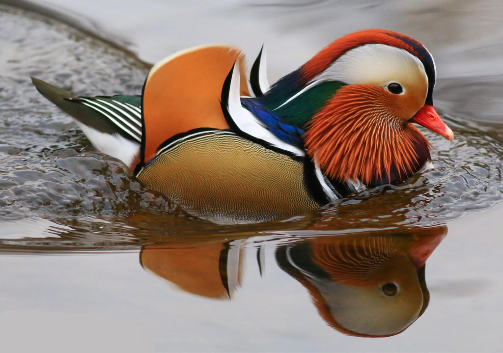 Mandarin Duck (male) by NurturingNaturesGift