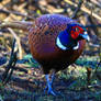 Pheasant