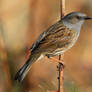 Dunnock