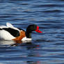 Shelducks