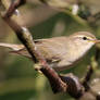 Willow Warbler