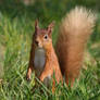 Red Squirrel