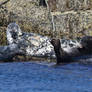 Grey Seals