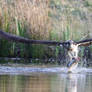 Osprey fishing