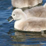 Cygnet