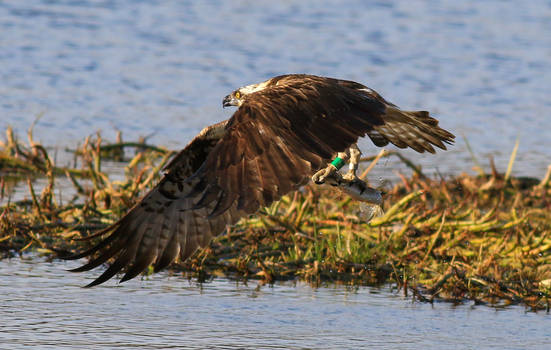 Osprey