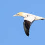 Northern Gannet