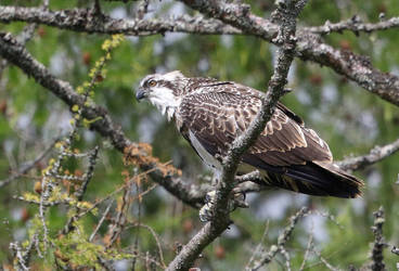 Juvenile Osprey