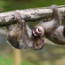 Japanese Macaque