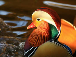 Mandarin Duck