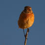 Stonechat