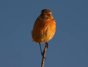 Stonechat