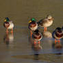 Mallards on Ice