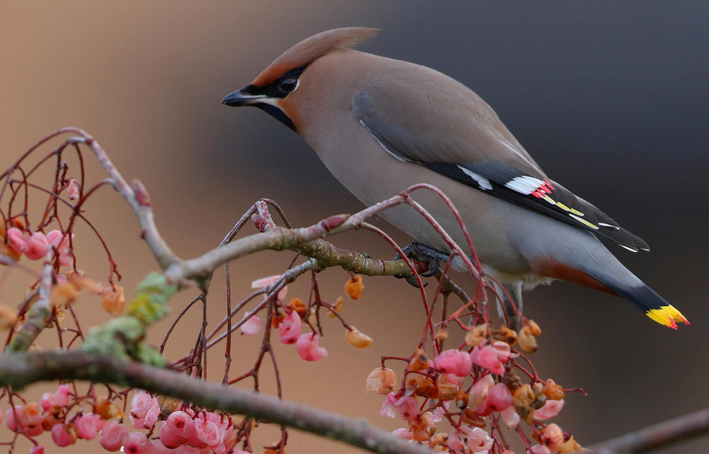 Bohemian Waxwing