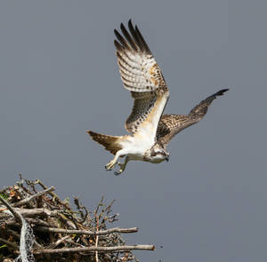 Juvenile Osprey 2017