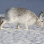 Mountain Hare