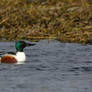 Male and female Shoveler Ducks