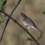 Blackcap (female)