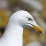 Herring Gull