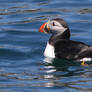 Atlantic Puffin