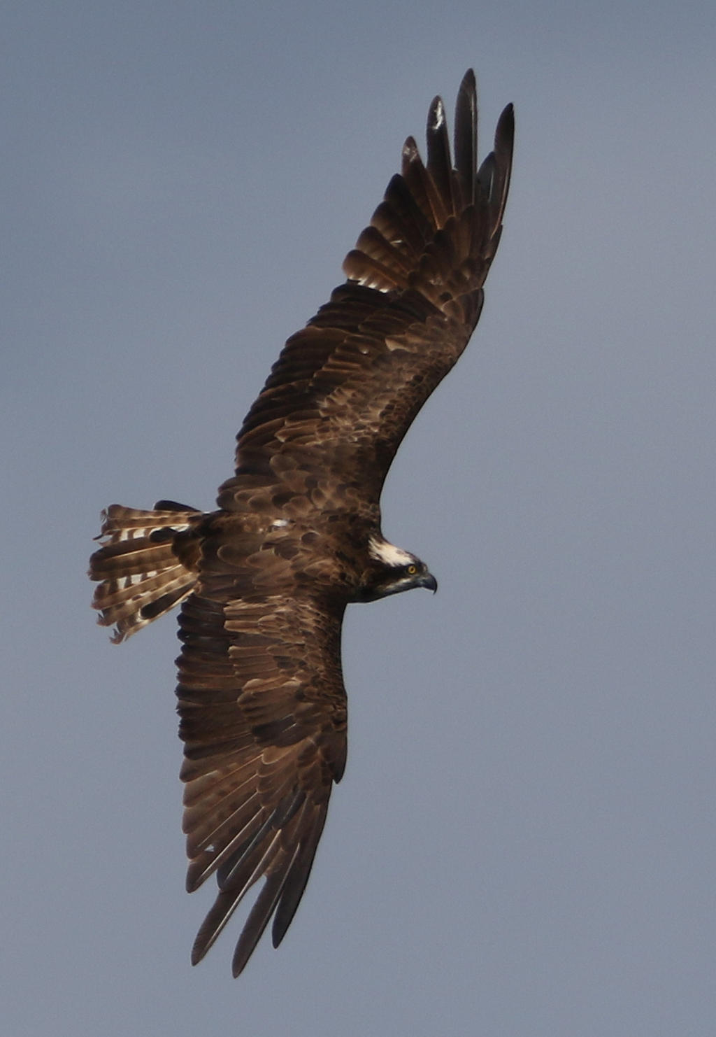 Female osprey