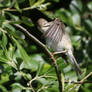 Willow Warbler