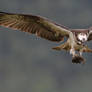 Female osprey