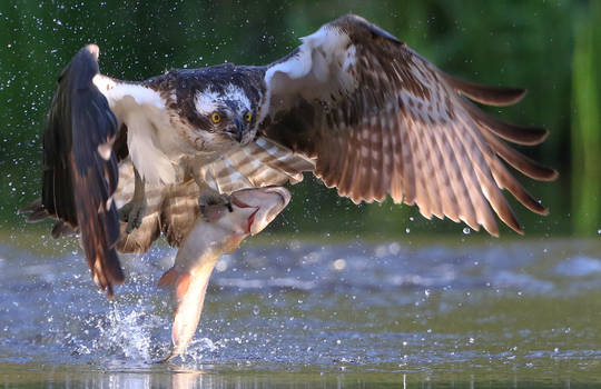 Osprey fishing