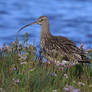 Curlew