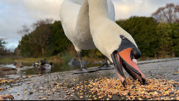 Mute swan male