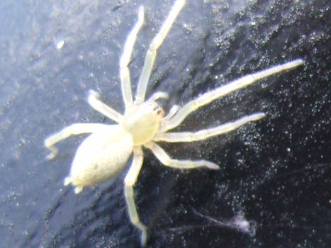 albino arachno